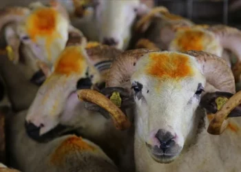 شراء الأضاحي أصبح رفاهية في تركيا