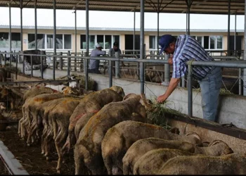 تركيا.. أسعار أضاحي العيد ترتفع بنسبة 1417% خلال 7 سنوات