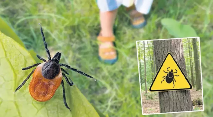 حشرة تهدد إسطنبول.. 7 آلاف لدغة في 6 أشهر!