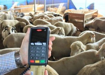 هل يجوز شراء الأضحية بالتقسيط