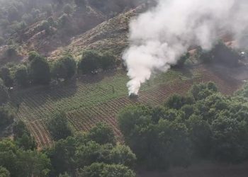 ضبط أكثر من 12 مليون نبتة قنب في ديار بكر