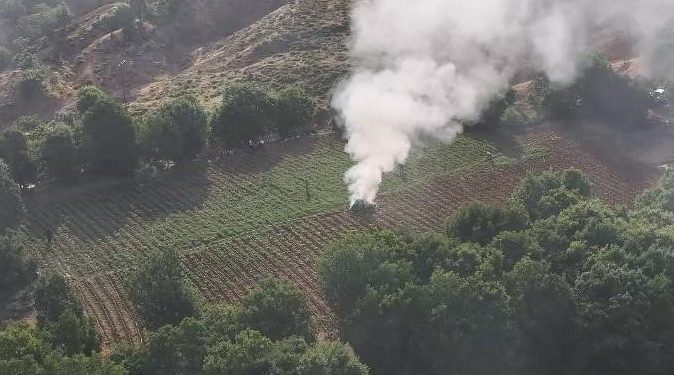 ضبط أكثر من 12 مليون نبتة قنب في ديار بكر