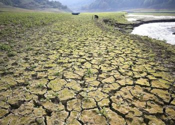 الحر الشديد يؤثر سلبا على إنتاج الحبوب الشتوية في تركيا