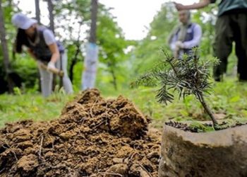 حكم بزراعة الأشجار على المتسببين في حرائق الغابات في بورصة