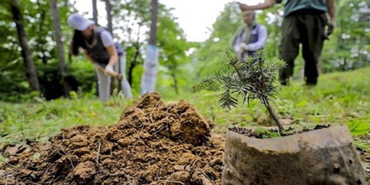 حكم بزراعة الأشجار على المتسببين في حرائق الغابات في بورصة