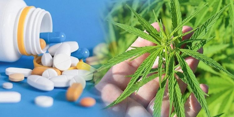 تركيا تشرع بيع منتجات القنب الطبي رغم التحذيرات