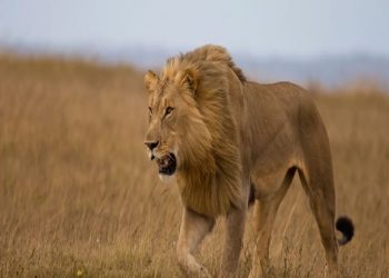 تركيا.. أسد يهرب من حديقة الحيوان في أنطاليا!