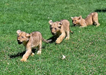 استفتاء لتسمية أشبال أسود حصل عليها أردوغان من رئيس عربي