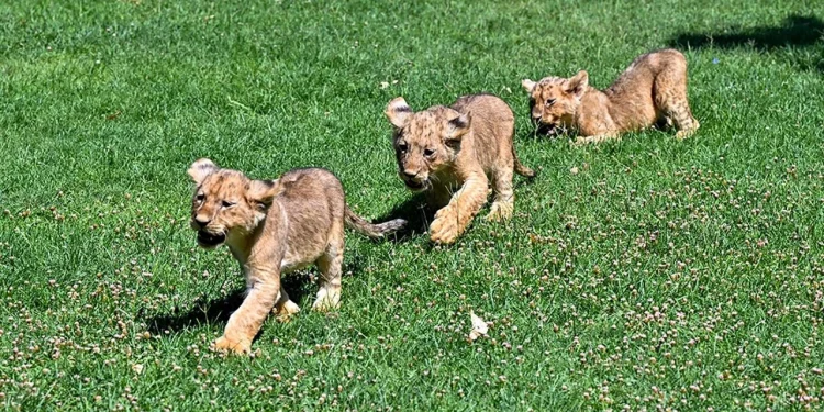 استفتاء لتسمية أشبال أسود حصل عليها أردوغان من رئيس عربي