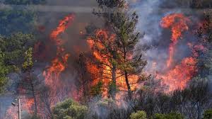 تحديث.. حصيلة الأضرار جراء حرائق غابات إزمير حتى اللحظة