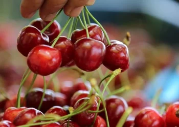 تركيا.. سعر الكرز يبدأ من 300 ليرة