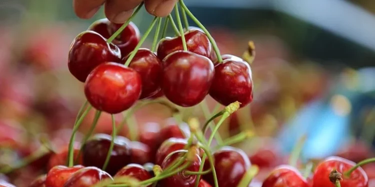 تركيا.. سعر الكرز يبدأ من 300 ليرة