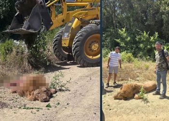 تركيا.. أسد يهاجم رجلا وزوجته!