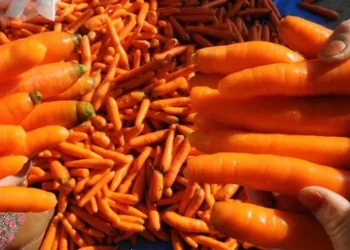 رومانيا تعيد شحنات جزر إلى تركيا لتشبعها بالسموم!