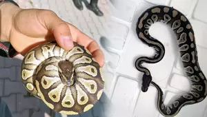 الشرطة تعثر بالصدفة على ثعبان في جيب رجل خلال تفتيشه!