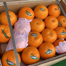 إسطنبول في أكتوبر: اليوسفي ملك الفاكهة.. والطماطم تتربع على عرش الخضراوات