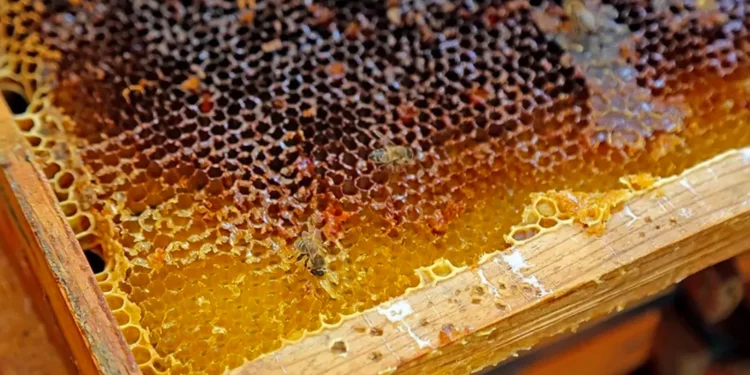 عسل “إلغاز” التركي يدخل موسوعة “جينيس”