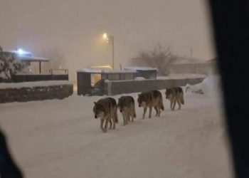 ذعر في ديار بكر التركية بعد تكرار ظهور الذئاب في المدينة