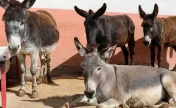 تراجع حاد في أعداد الخيول والحمير في تركيا