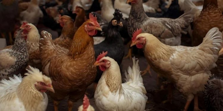 أسعار جنونية.. حملة لمقاطعة شراء الدجاج  في سوريا
